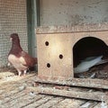 The male pigeon is guarding his mate who is incubating the eggs.