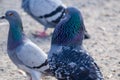 Male pigeon trying to flirt with female pigeon by showing its beautiful neck color.