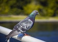 Male pigeon is an urban wild bird in its natural habitat