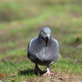Male pigeon walking in the park