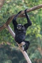 A male Pileated Gibbon has a purely black fur.