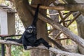 A male Pileated Gibbon has a purely black fur.