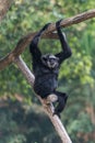 A male Pileated Gibbon has a purely black fur.