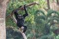 A male Pileated Gibbon has a purely black fur.