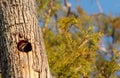 Male pileated woodpecker bird Dryocopus pileatus