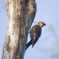 Male Pileated woodpecker.Chesapeake and Ohio Canal National Historical Park.Maryland.USA Royalty Free Stock Photo