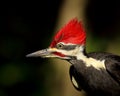 Male Pileated Woodpecker Closeup Royalty Free Stock Photo