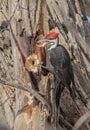 Male Pileated woodpecker closeup hunting for a meal in winter in Canada Royalty Free Stock Photo