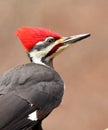 Male pileated woodpecker closeup