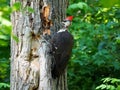 Male Pileated Woodpecker Or Dryocopus Pileatus