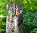 Male Pileated Woodpecker Or Dryocopus Pileatus