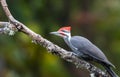 A male pileated woodpecker ` Dryocopus pileatus ` Royalty Free Stock Photo