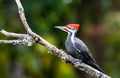 A male pileated woodpecker ` Dryocopus pileatus ` Royalty Free Stock Photo