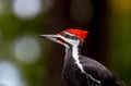 A male pileated woodpecker ` Dryocopus pileatus `