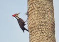 Male Pileated Woodpecker Royalty Free Stock Photo