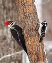 Male Pileated Woodpecker and Female Hairy Woodpecker Royalty Free Stock Photo