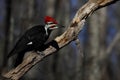 Male Pileated Woodpecker