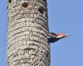 Male Pileated Woodpecker Royalty Free Stock Photo