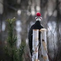 Male pileated woodpecker dryocopus pileatus perched on birch stump looking directly Royalty Free Stock Photo