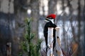 Male pileated woodpecker dryocopus pileatus perched on birch stump looking left Royalty Free Stock Photo