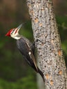 Male Pileated Woodpecker with protruding tongue