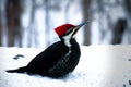 Male pileated woodpecker dryocopus pileatus standing on snow looking up