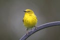 Male Pine Warbler (Dendroica Setophaga pinus) Royalty Free Stock Photo