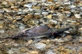 Male Pink Salmon in a Stream