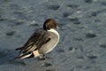 A Male Pintail Anas acuta standing on a frozen lake.