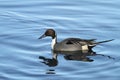 A Male Pintail Anas acuta swimming in the sea.