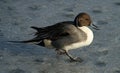 A Male Pintail Anas acuta walking a frozen lake.