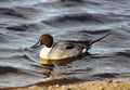 Male Pintail duck anas acuta on water