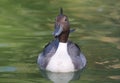 Male pintail duck swimming toward viewer.