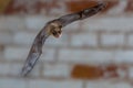 Male Pipistrelle flying against white brick wall Royalty Free Stock Photo