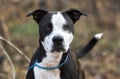 Neutered male black and white Pit Bull Terrier mixed breed dog