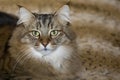 Long-Whiskered Pixie Bob Cat Royalty Free Stock Photo