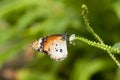 Male Plain Tiger Butterfly Danaus chrysippus Royalty Free Stock Photo