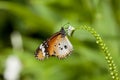 Male Plain Tiger Butterfly Danaus chrysippus Royalty Free Stock Photo