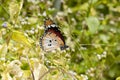 Male Plain Tiger Butterfly Danaus chrysippus Royalty Free Stock Photo