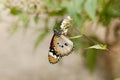 Male Plain Tiger Butterfly Royalty Free Stock Photo