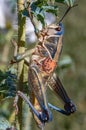 Male Plains Lubber Grasshopper on a Milk Thistle Plant with a Green Background