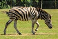 A male plains zebra in a grassy enclosure