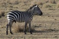 Male plains zebras standing in the savannah