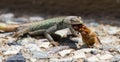 Male Platysaurus lizard eating a brown hairy insect. Royalty Free Stock Photo