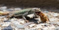 Male Platysaurus lizard eating a brown hairy insect.