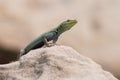 Male Platysaurus lizard on a rock in Mapungubwe, South Africa.