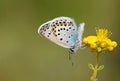 Male Plebejus idas , The Idas blue or northern blue butterfly on flower Royalty Free Stock Photo