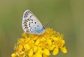 Male Plebejus idas , The Idas blue or northern blue butterfly on flower