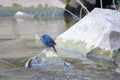 Plumbeous Water Redstart