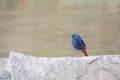 Plumbeous Water Redstart